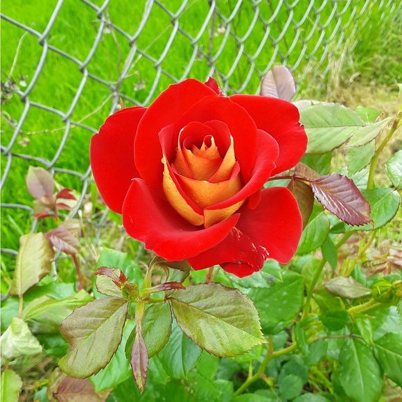 Meet your Posher, Krystal - Picture 1 of 1